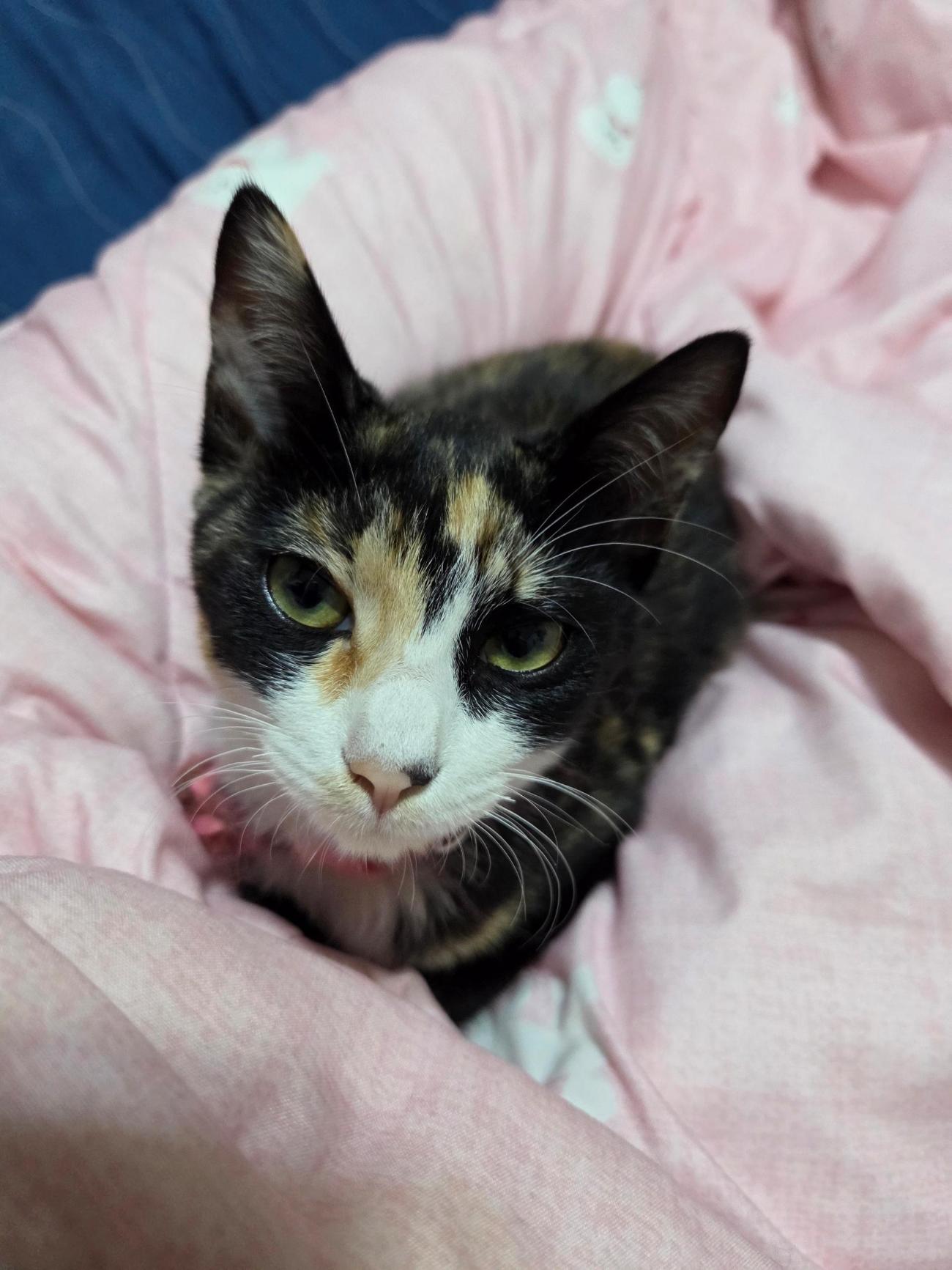 종료(입양) 한국 …