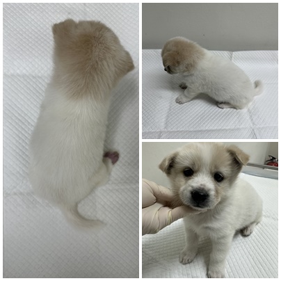 보호중 믹스견의 가…