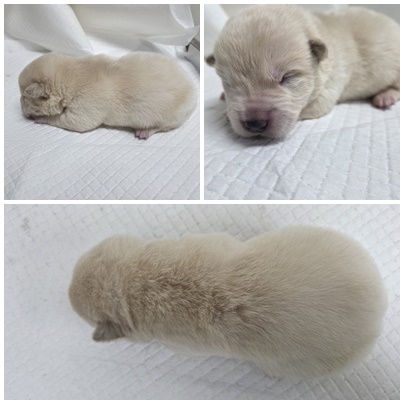 보호중 믹스견의 가…