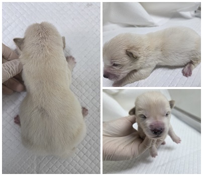 보호중 믹스견의 가…