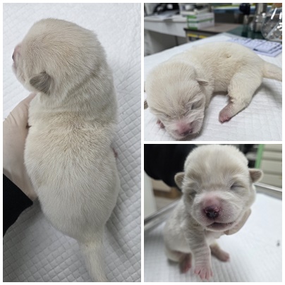 보호중 믹스견의 가…