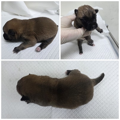 종료(입양) 믹스견…