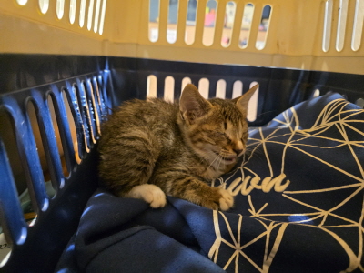 보호중 믹스묘의 가…