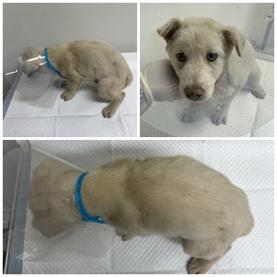 보호중 믹스견의 가…