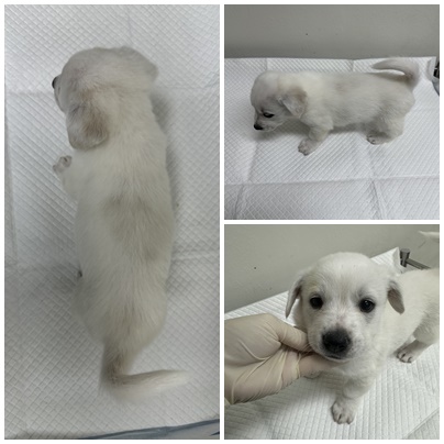 보호중 믹스견의 가…