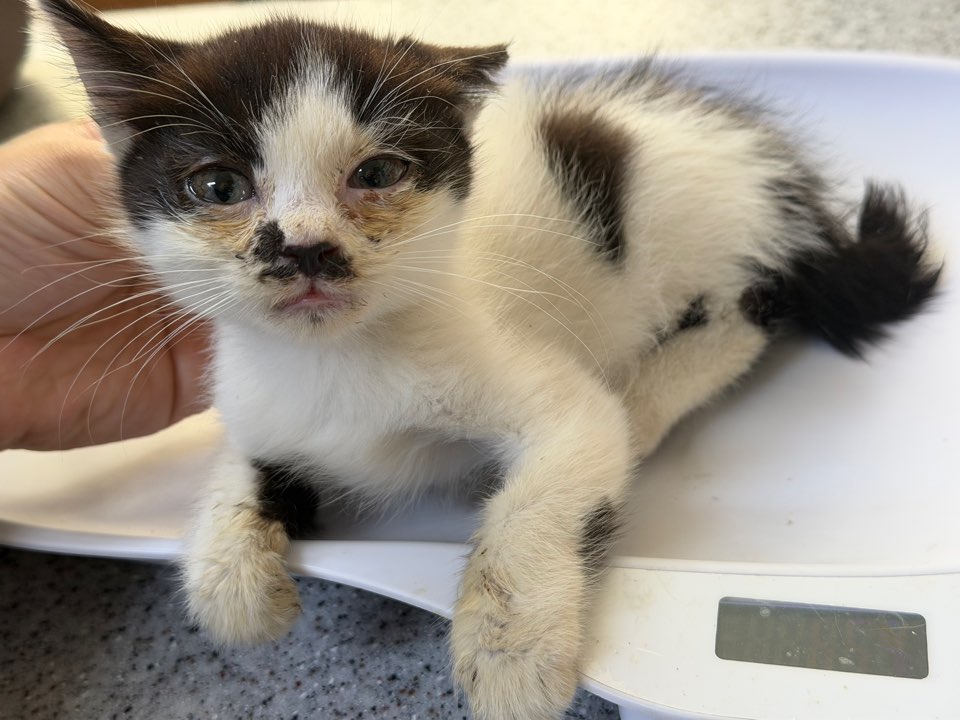 종료(자연사) 한국…