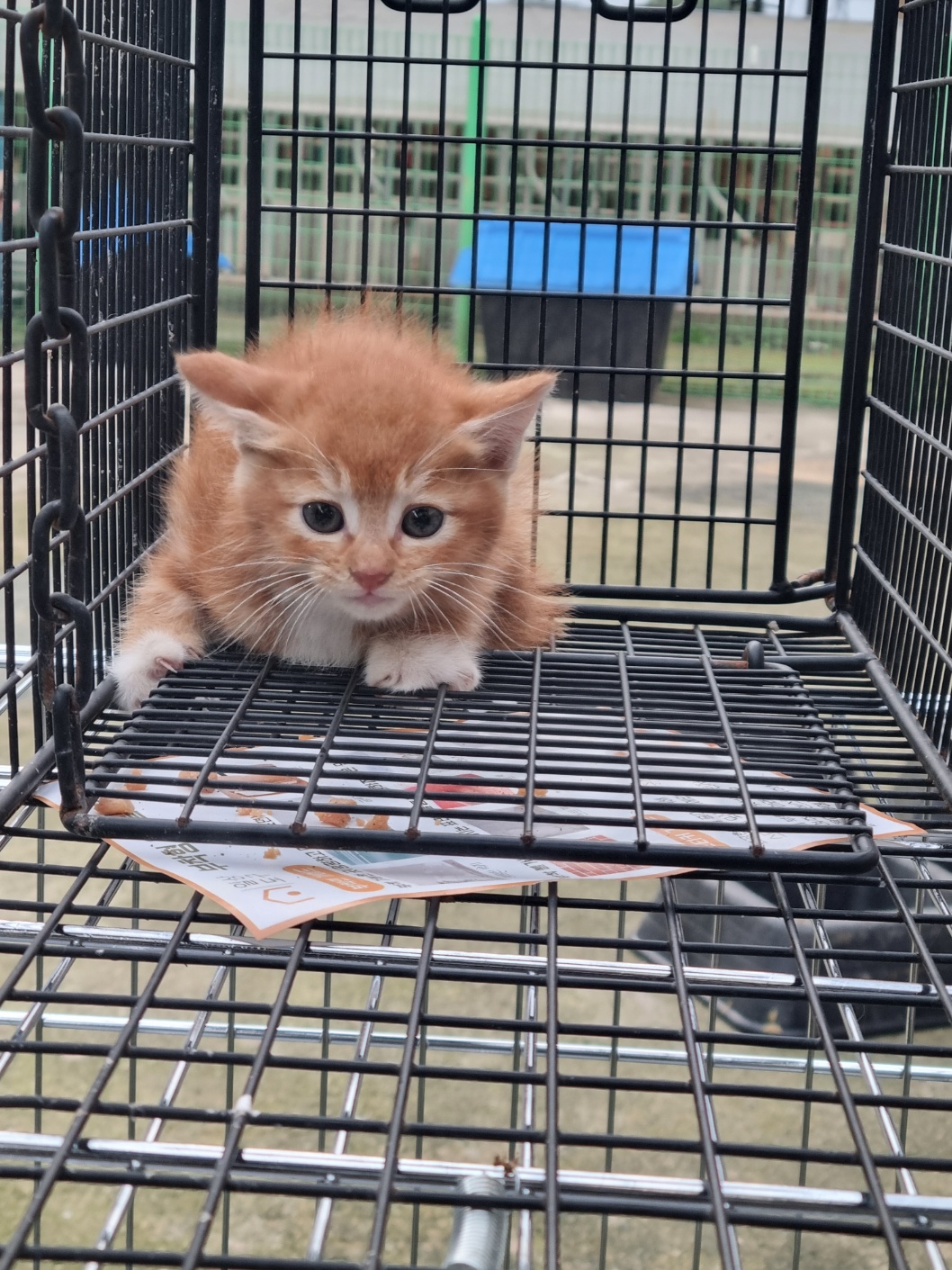 보호중 믹스묘의 가…