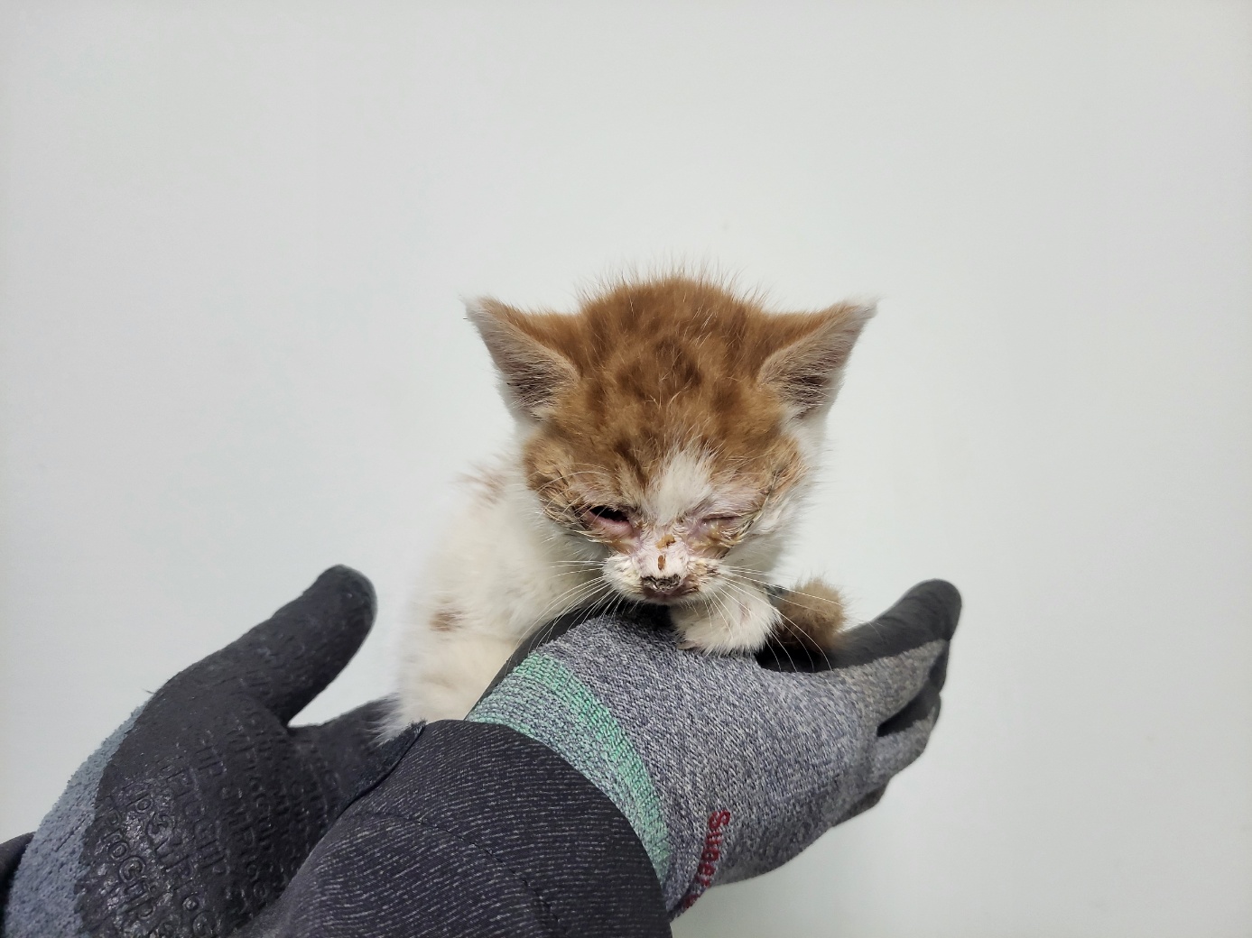 종료(자연사) 한국…