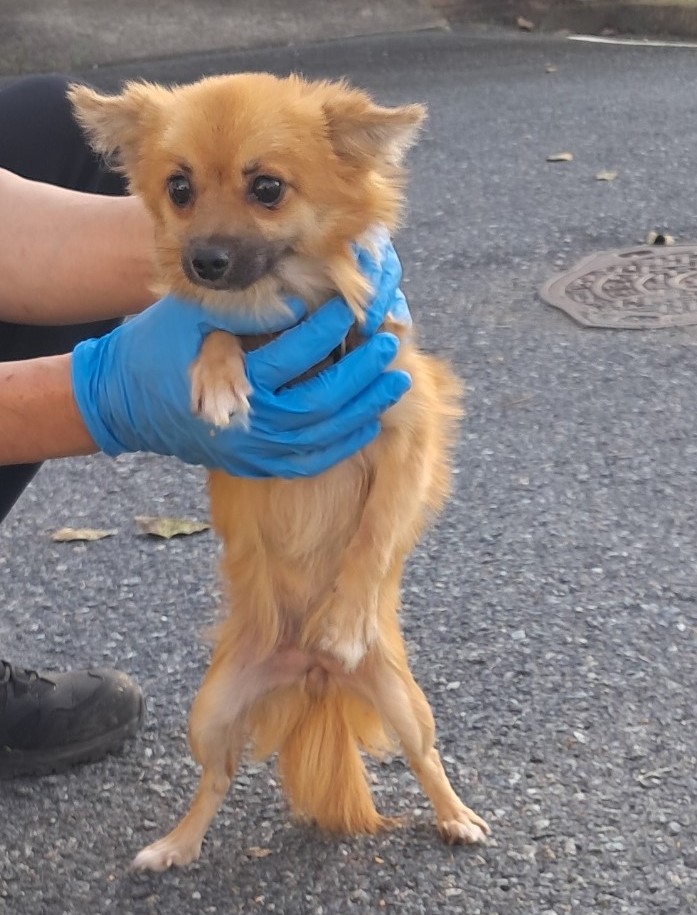 종료(입양) 믹스견…