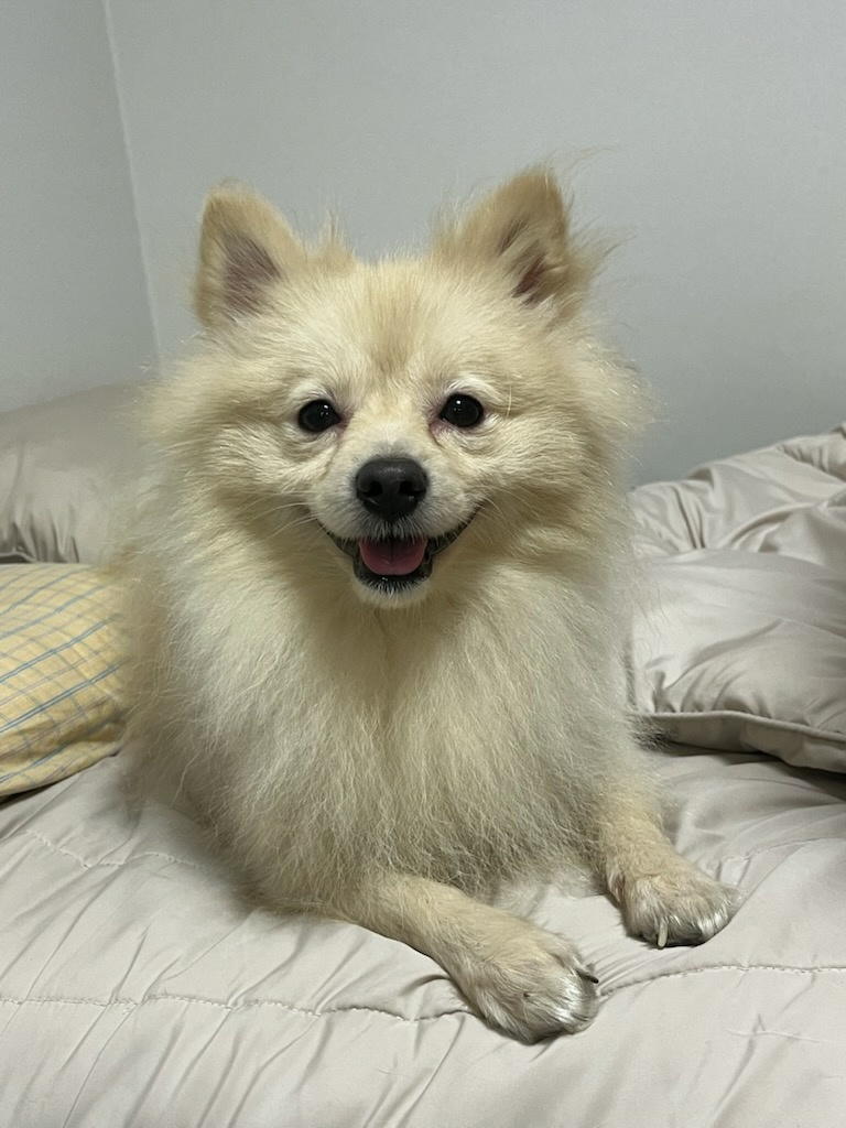 종료(입양) 스피츠…