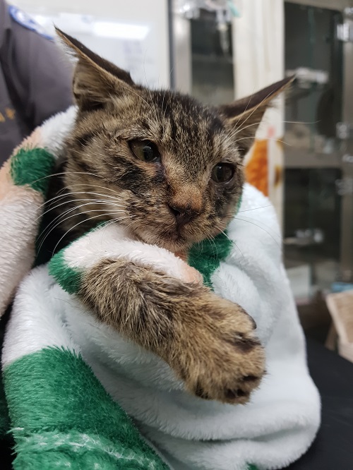 종료(입양) 한국 …