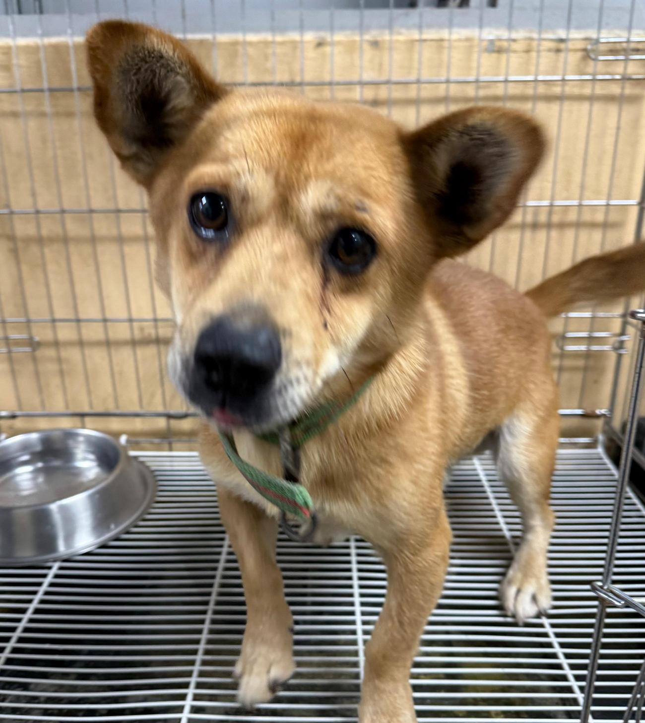 보호중 믹스견의 가…