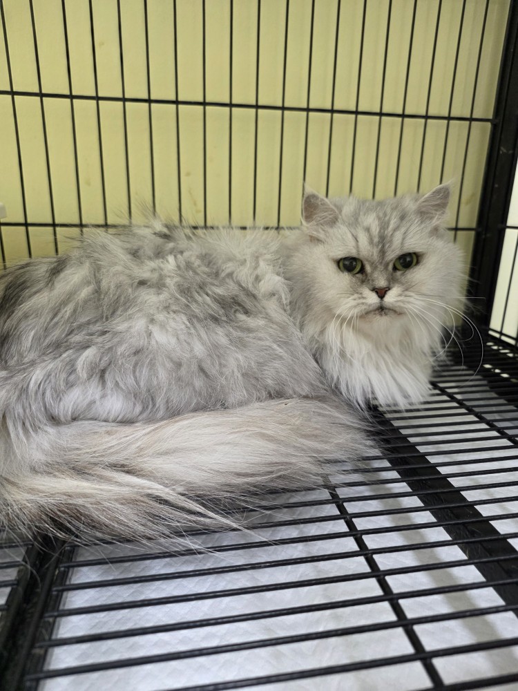 종료(입양) 페르시…