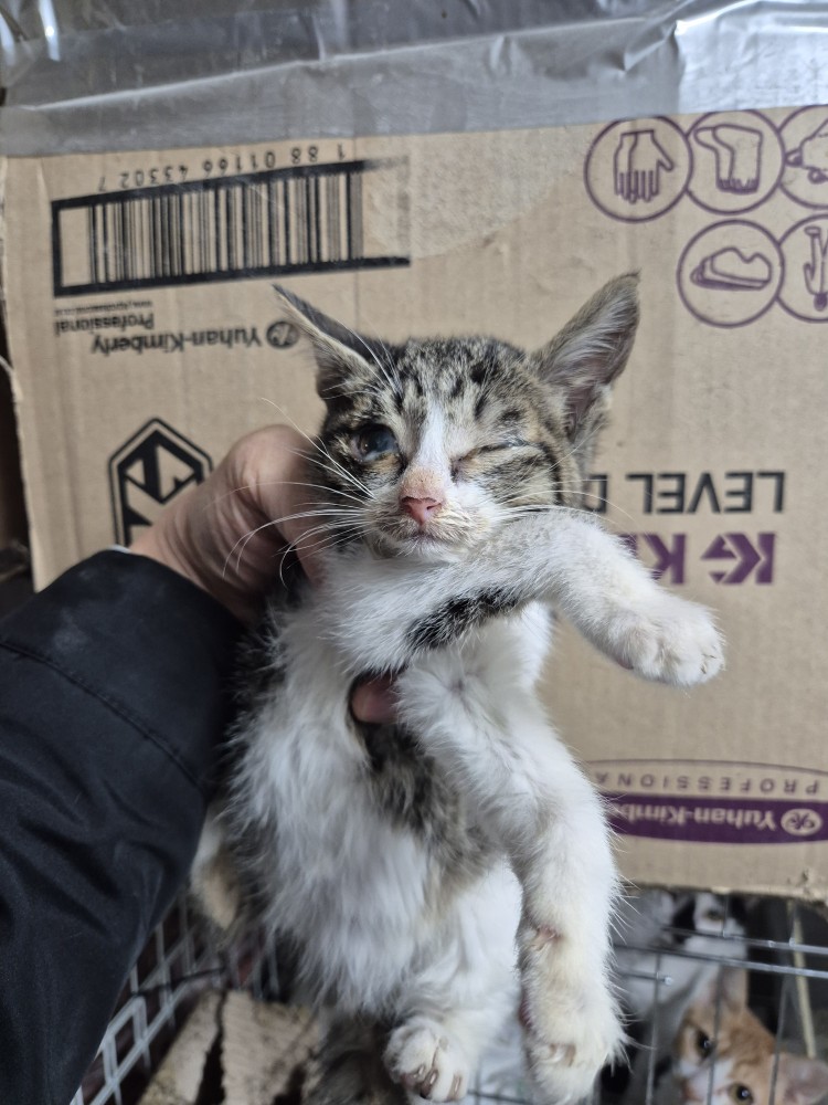 종료(자연사) 한국…