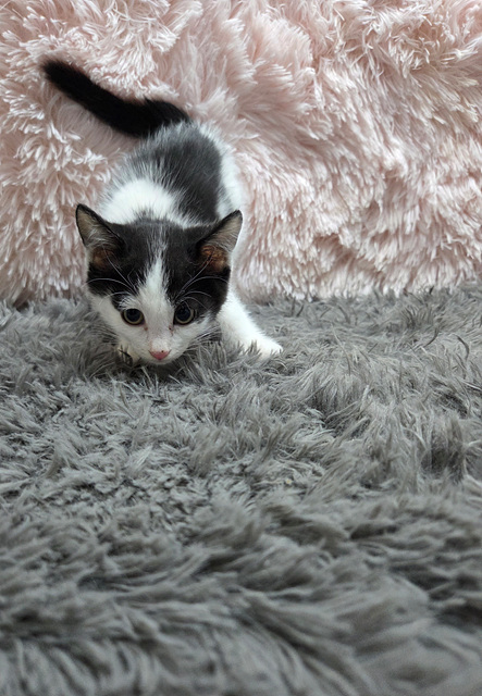 보호중 한국 고양이…