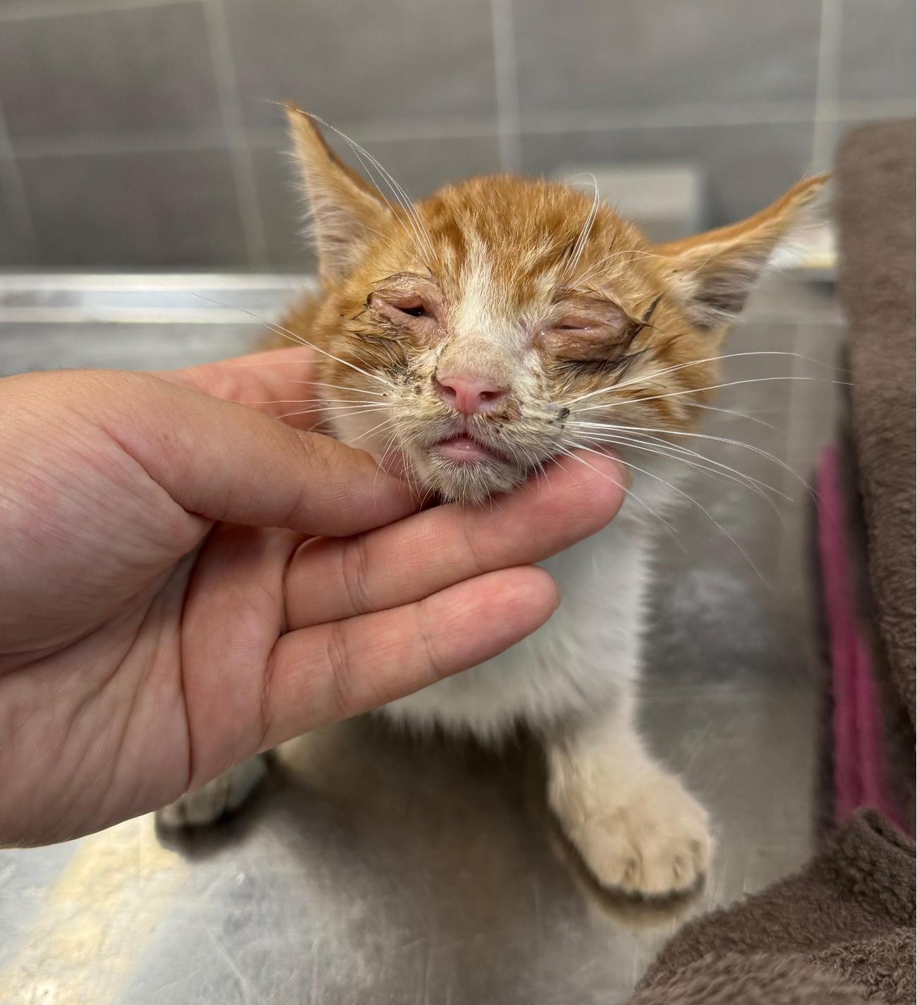 종료(자연사) 한국…