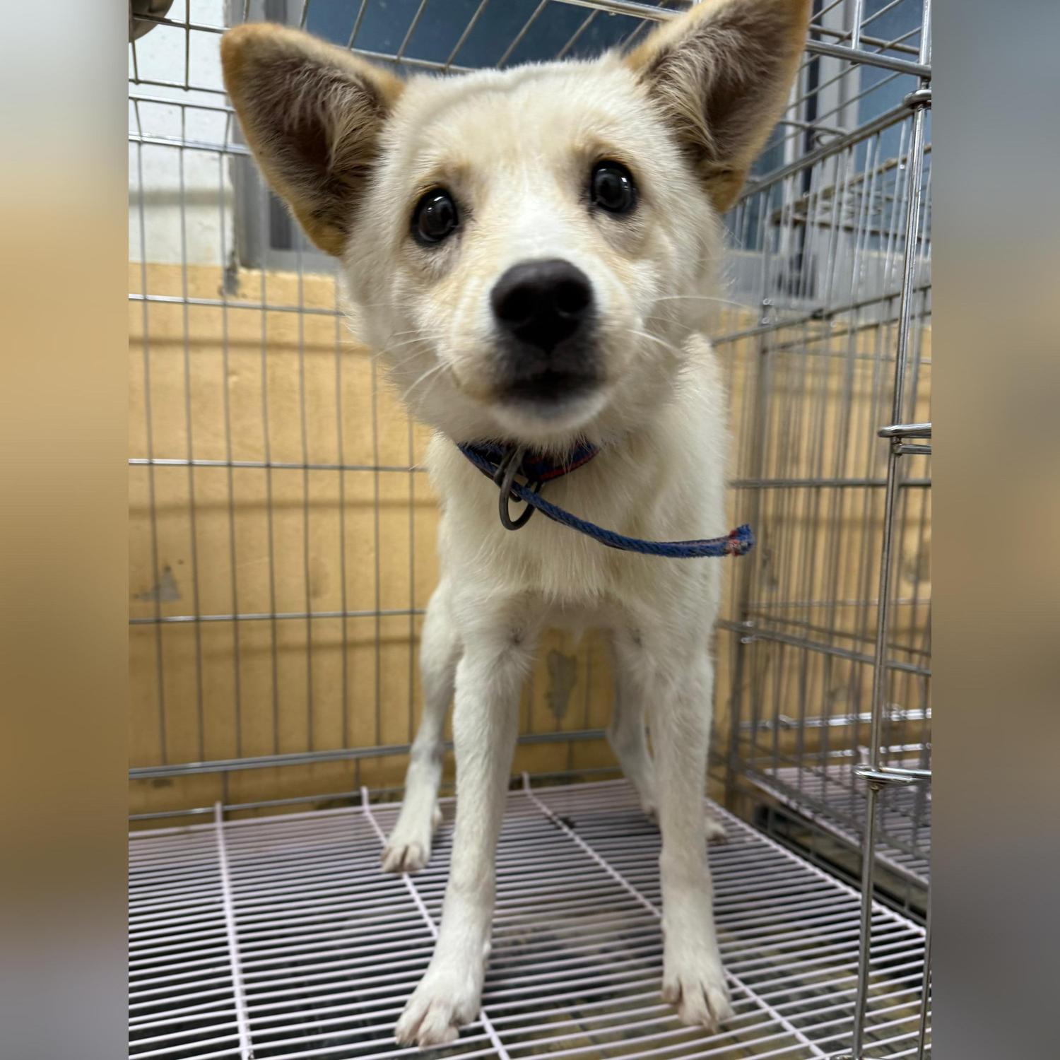 강릉시 동물사랑센터_442420202500615