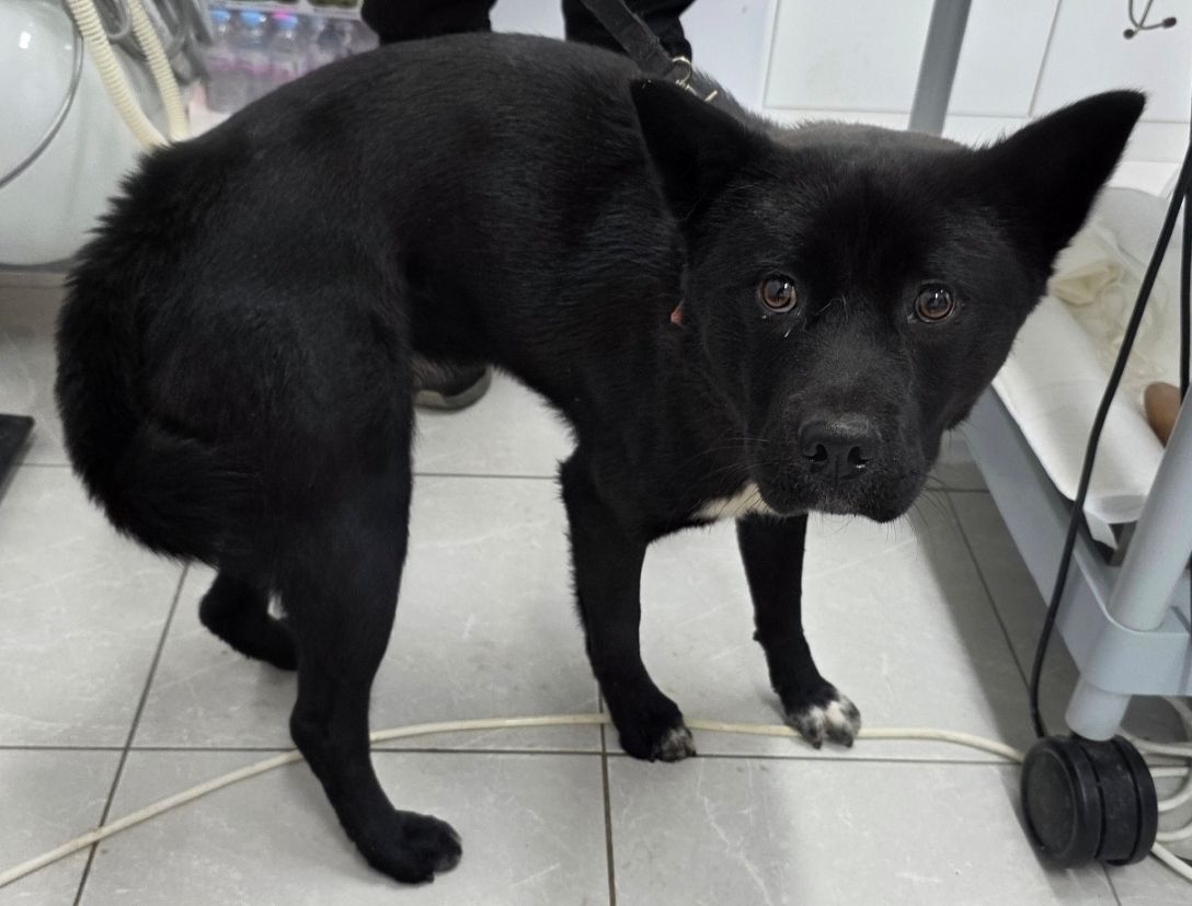 보호중 믹스견의 가…