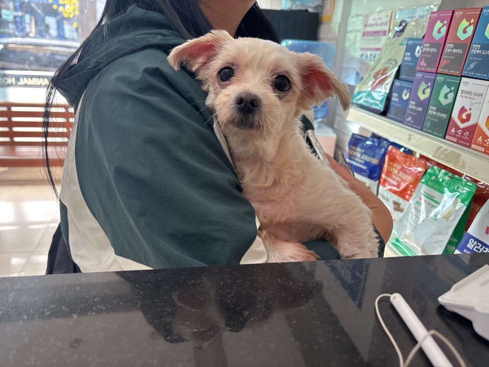 종료(반환) 말티즈…