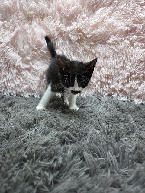 종료(자연사) 한국…