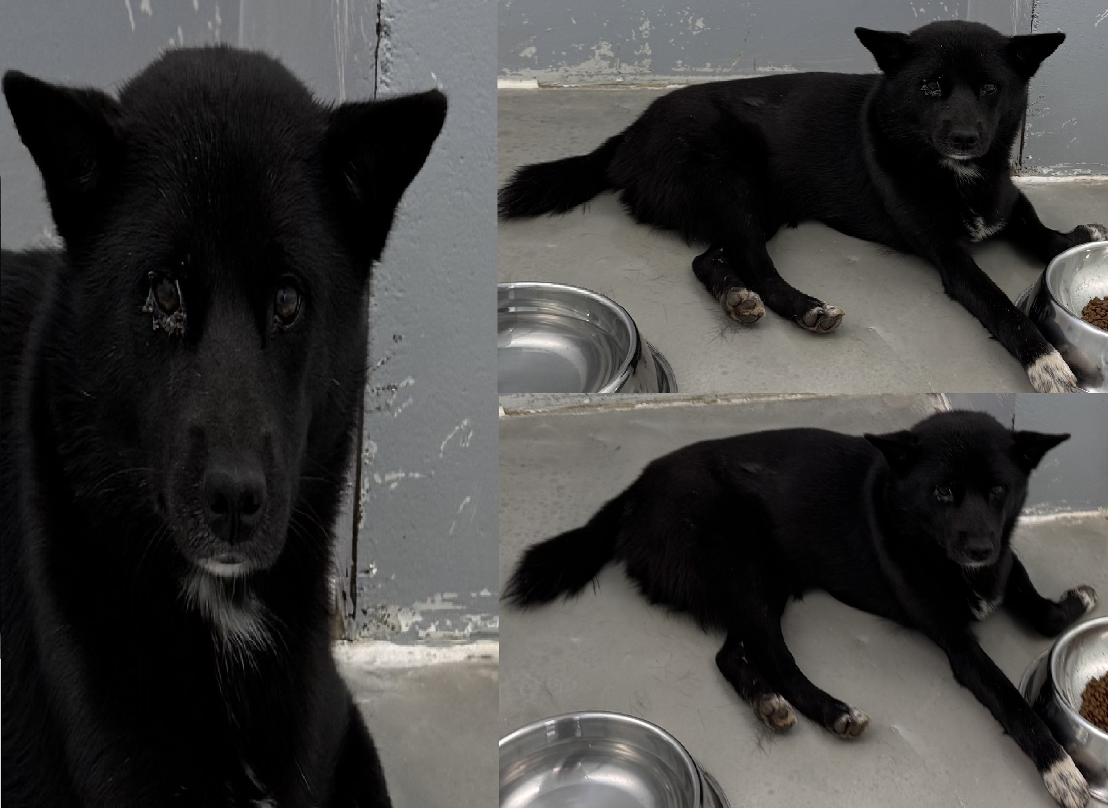 보호중 믹스견의 가…