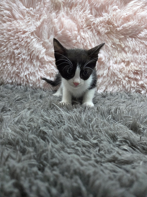 삼산종합동물병원_428354202501086