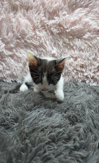 보호중 한국 고양이…