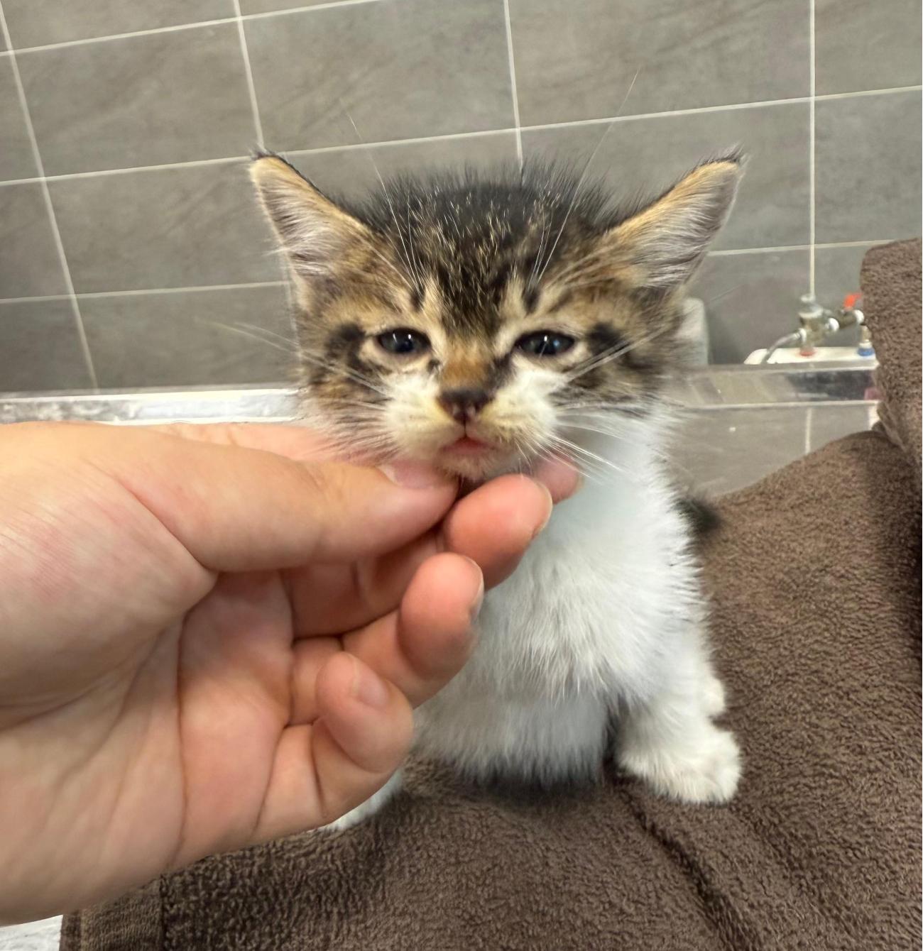 종료(자연사) 한국…