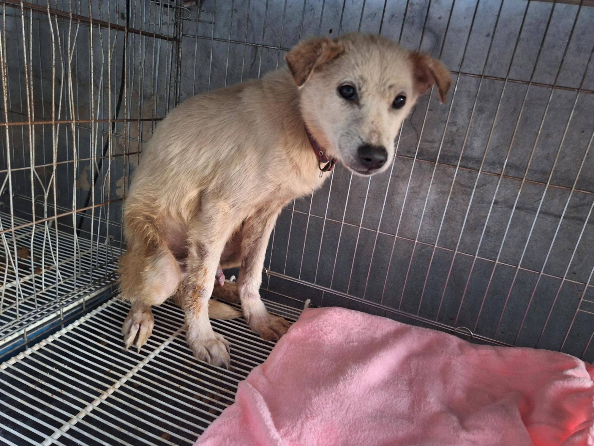 양산시 동물보호센터_448538202500686