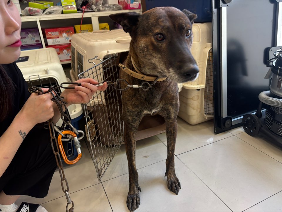 종료(반환) 믹스견…