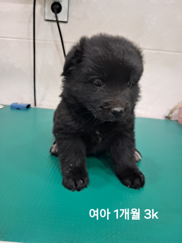 보호중 믹스견의 가…