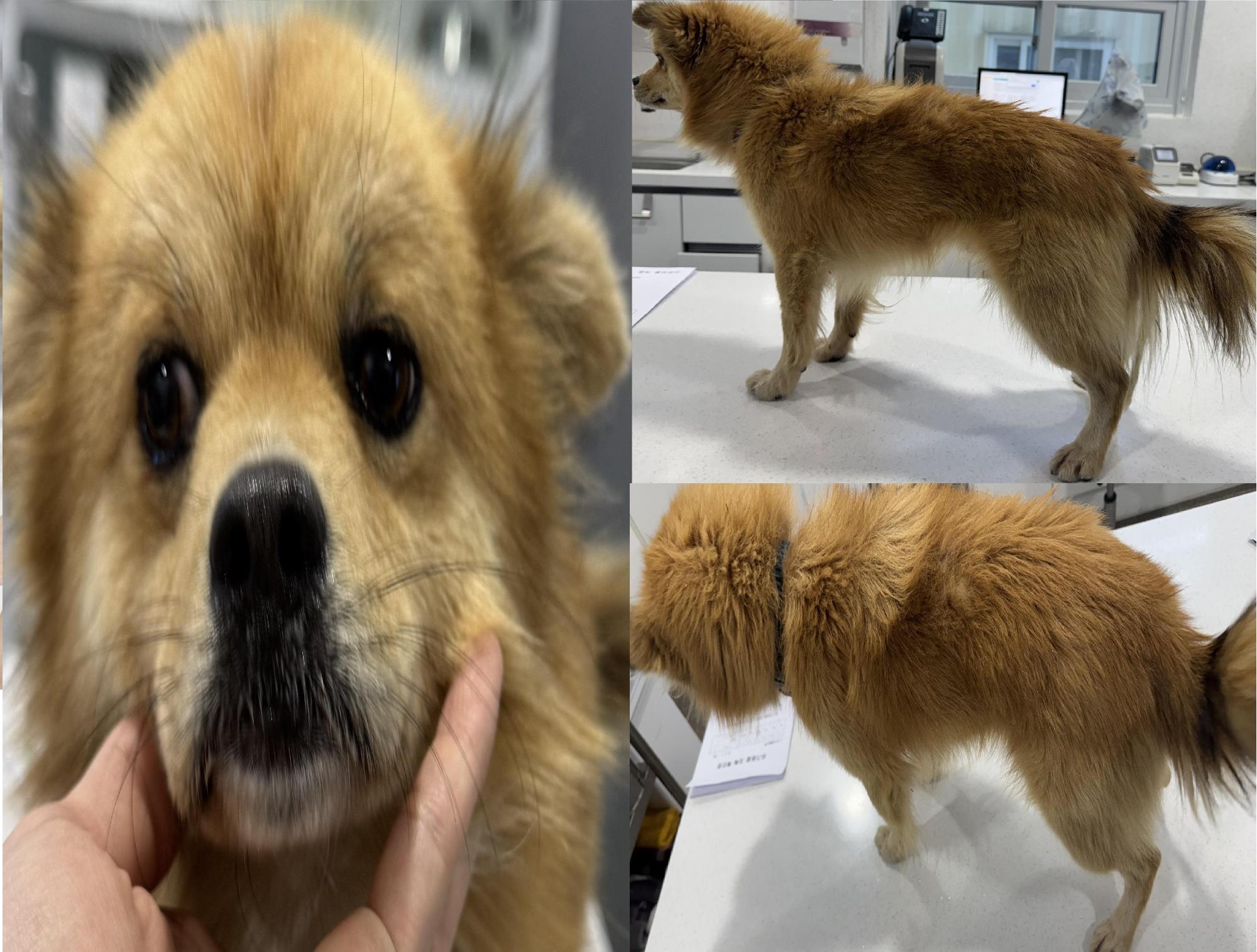 서산시 동물보호센터_444453202501315