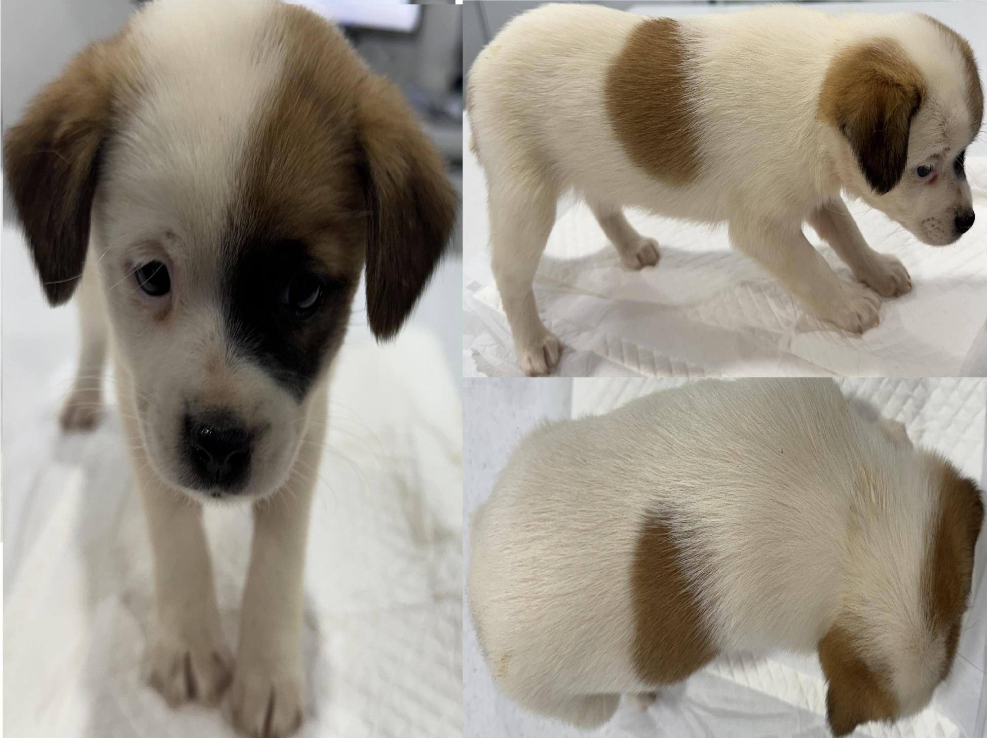 서산시 동물보호센터_444453202501312