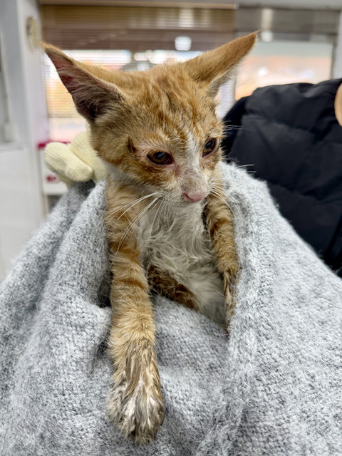 GD동물병원_411324202500595