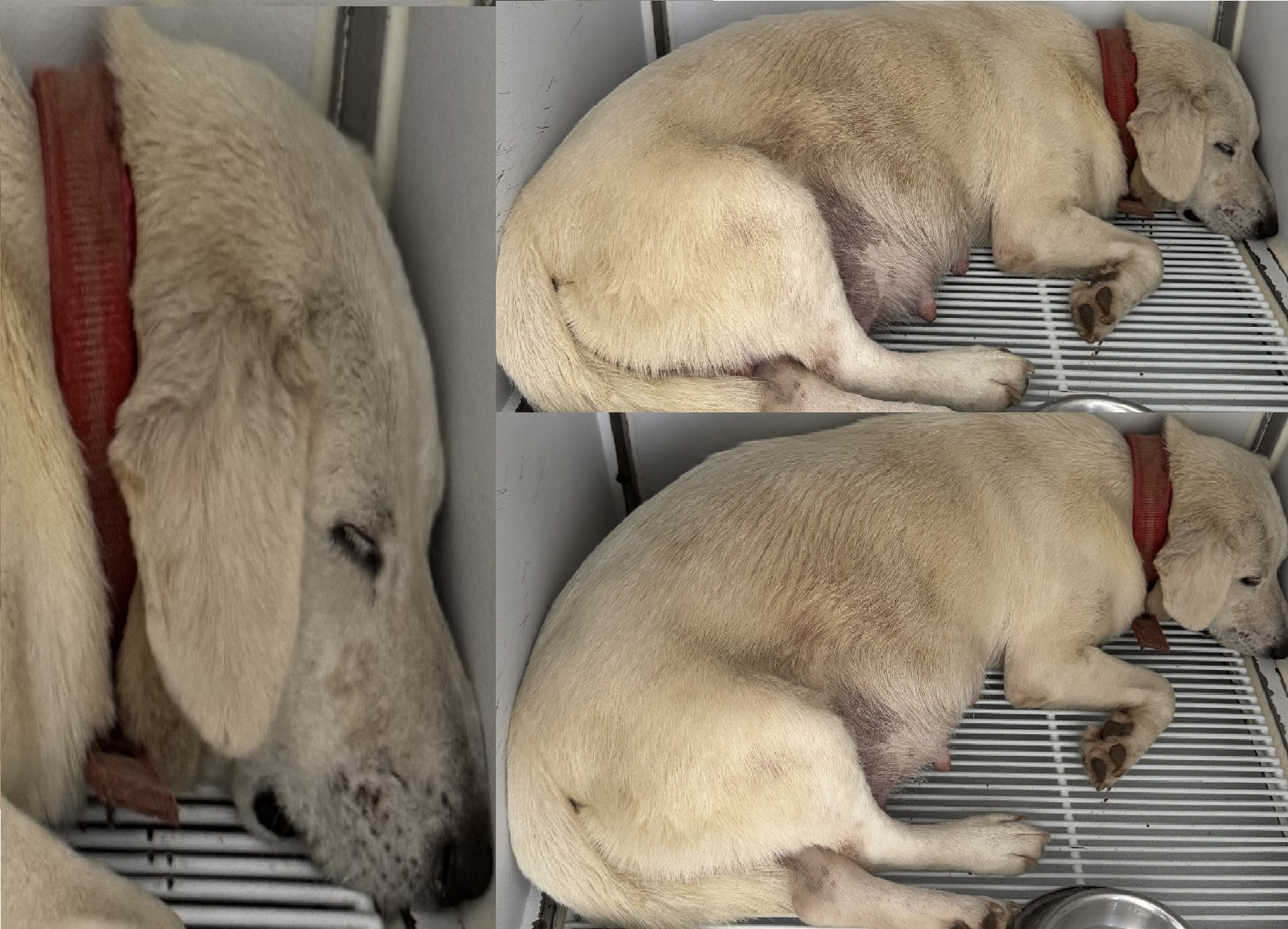 서산시 동물보호센터_444453202501314