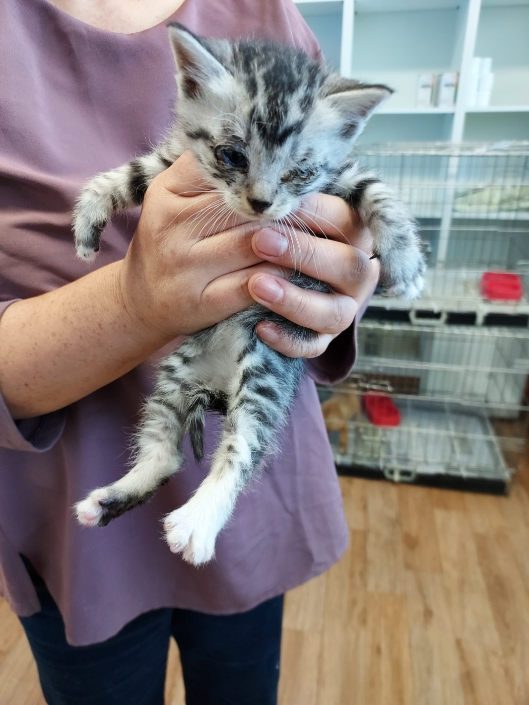 종료(입양) 믹스묘…