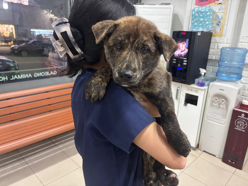 보호중 믹스견의 가…