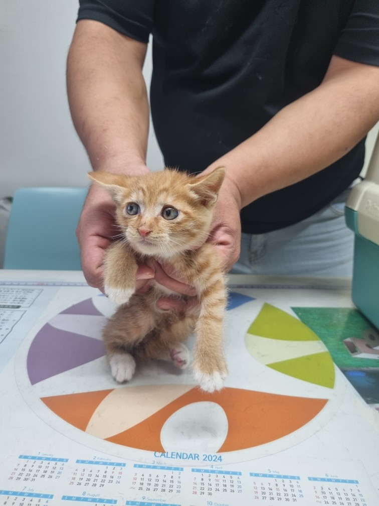 종료(입양) 한국 …