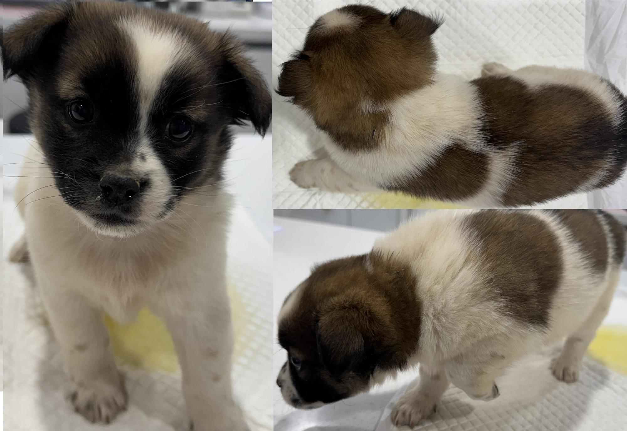 보호중 믹스견의 가…