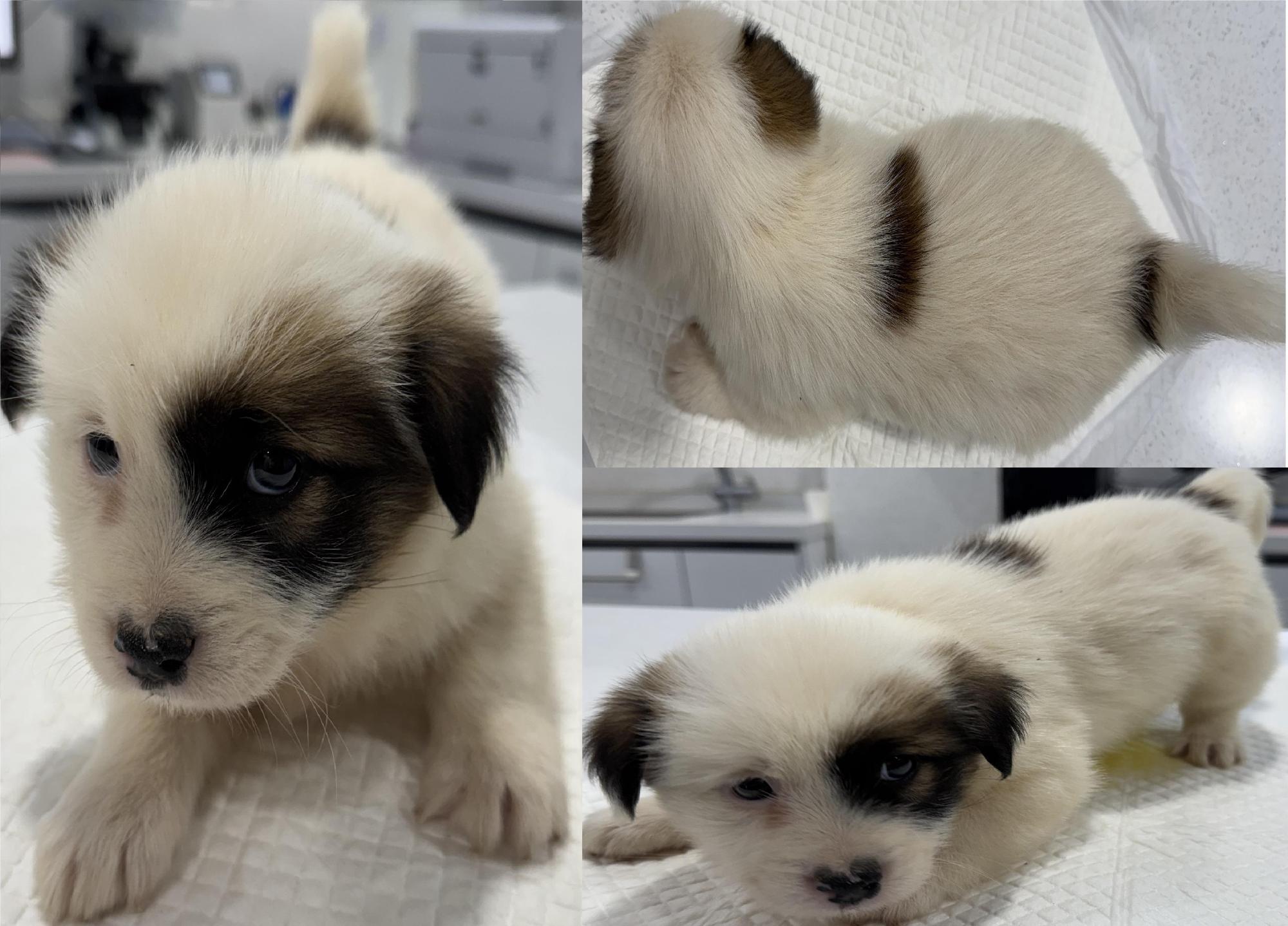 보호중 믹스견의 가…