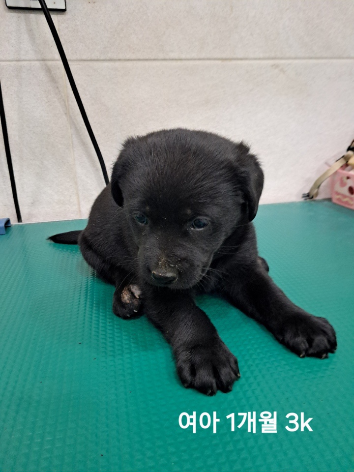 보호중 믹스견의 가…