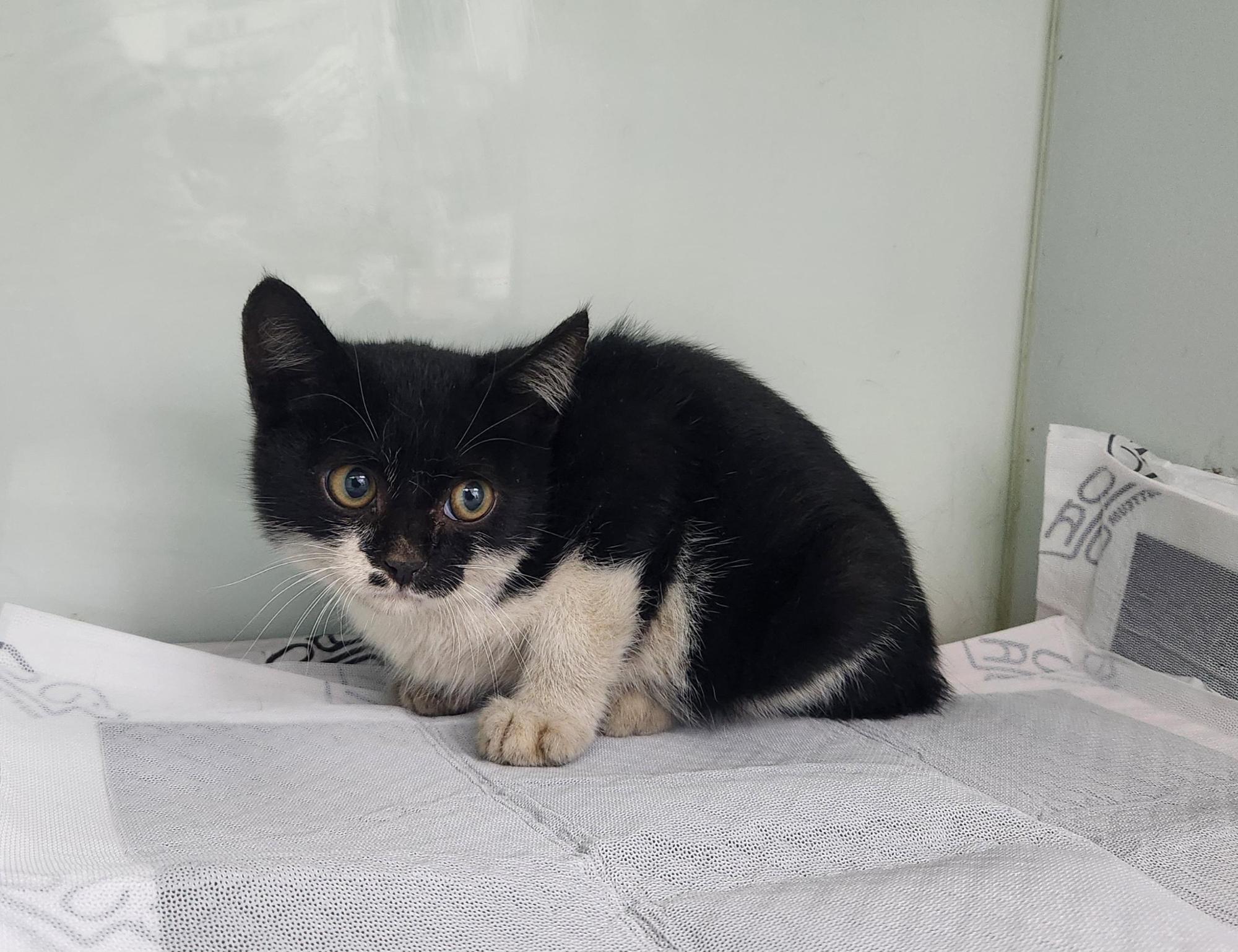 종료(입양) 한국 …