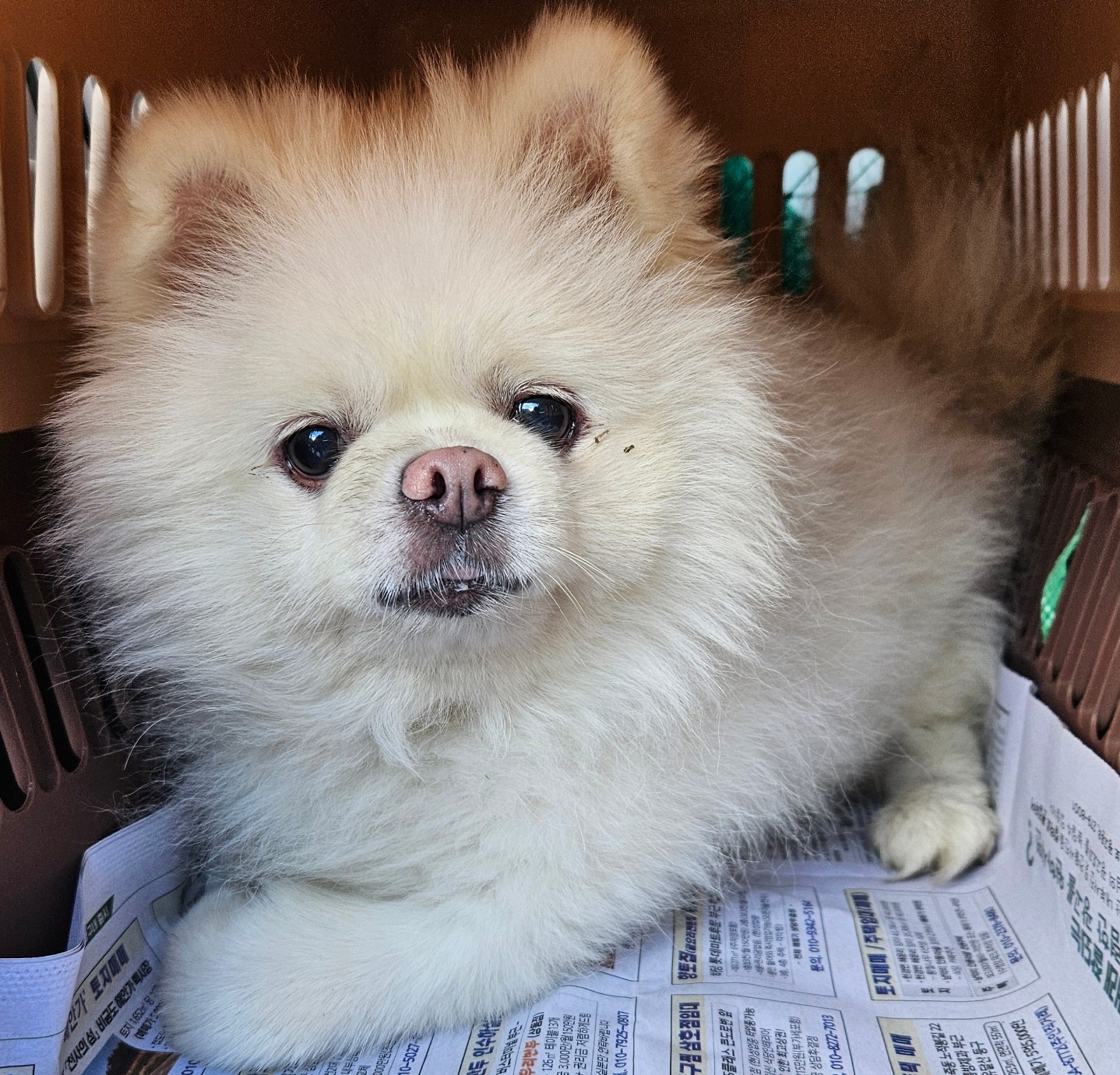 목포시유기동물보호소_446480202501441