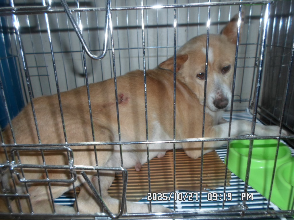 종료(입양) 믹스견…