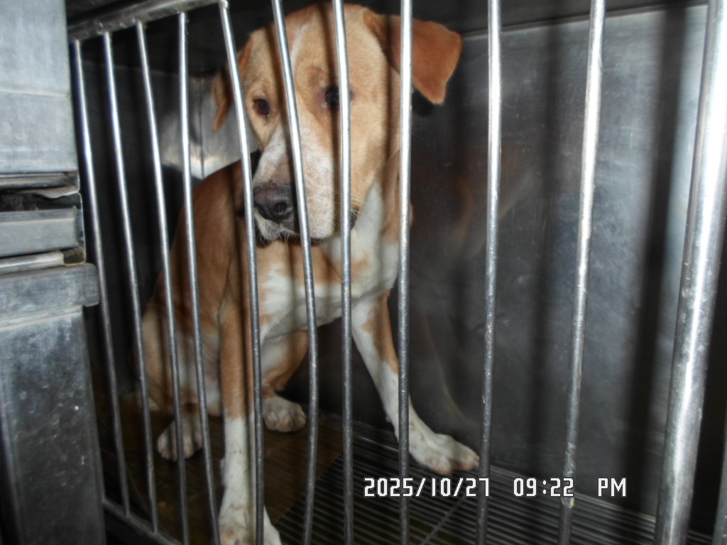 종료(입양) 믹스견…