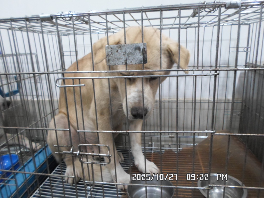 종료(입양) 믹스견…