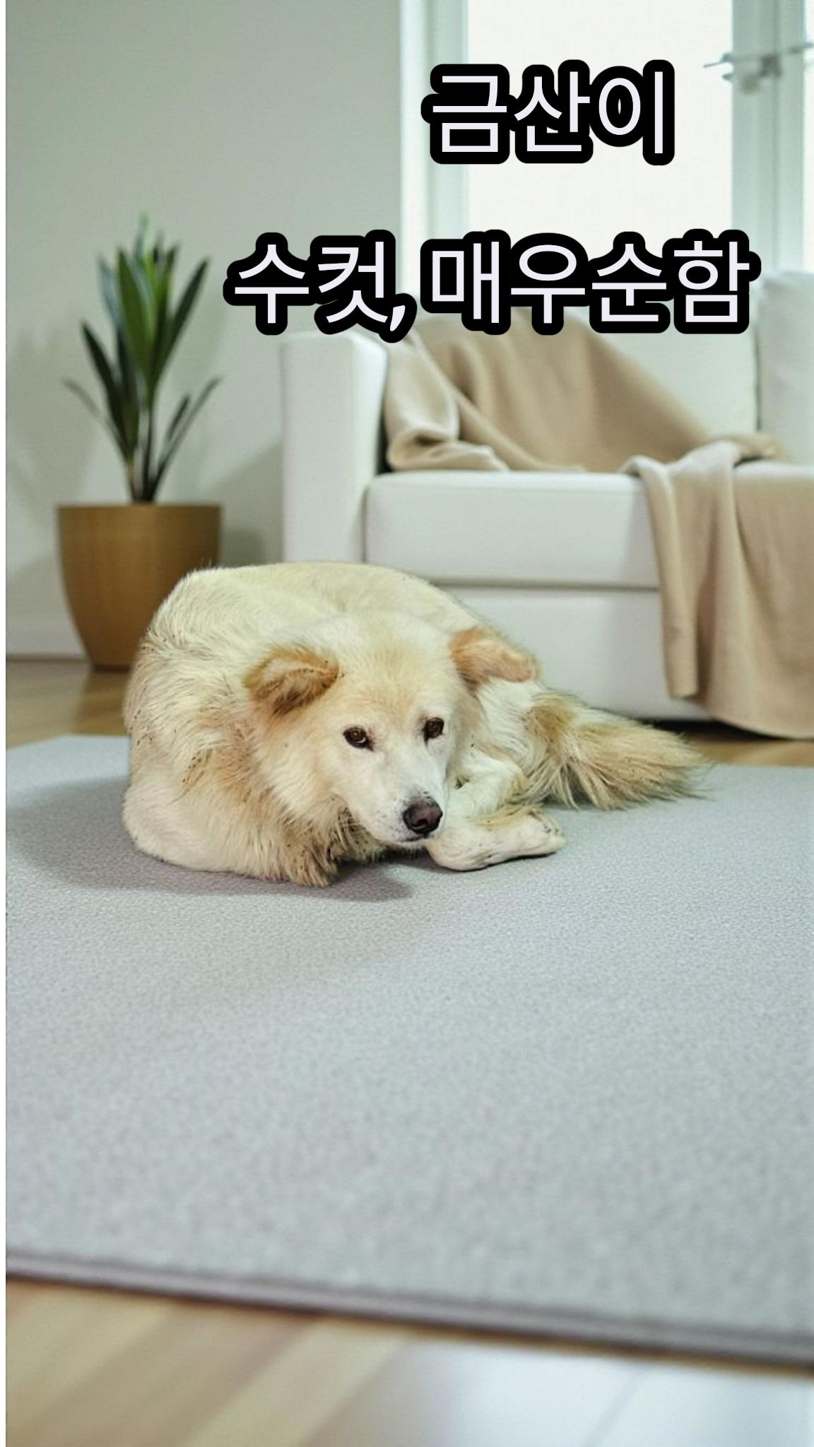 성주유기동물보호센터_447521202500494