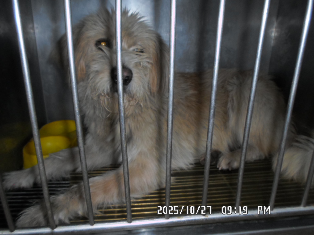 종료(입양) 믹스견…