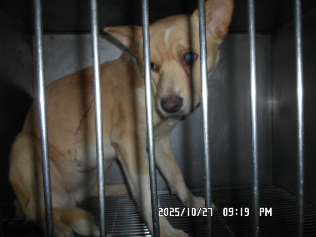 디아크 동물종합병원_411320202500588