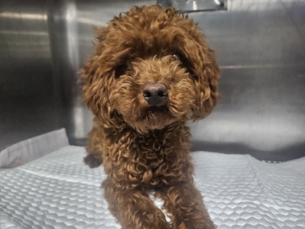 종료(입양) 푸들의…